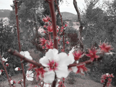 Blossom