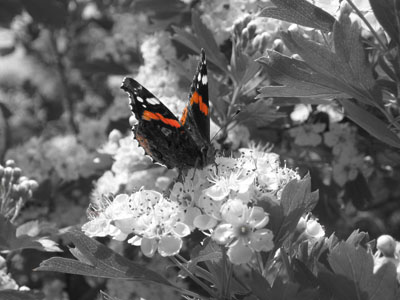 Butterfly