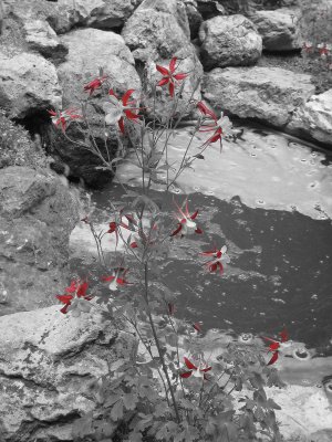 Red flower