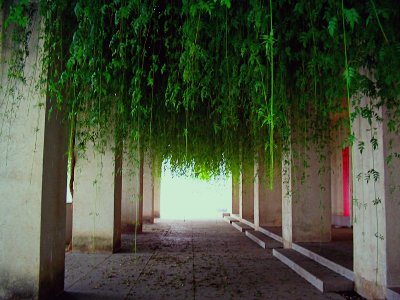 Hanging garden