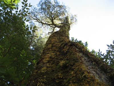 Tree trunk